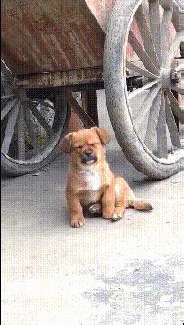 爆笑gif动图,大哥的搞笑gif