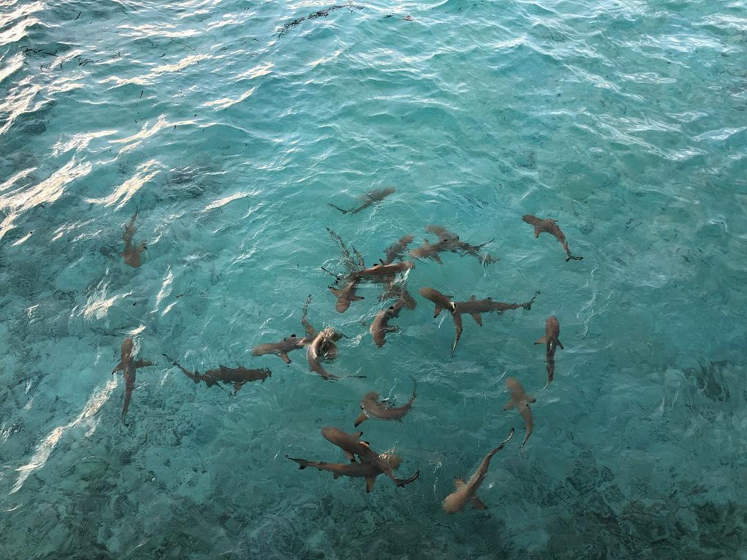 马尔代夫居民岛游玩攻略,马尔代夫居民岛选岛攻略