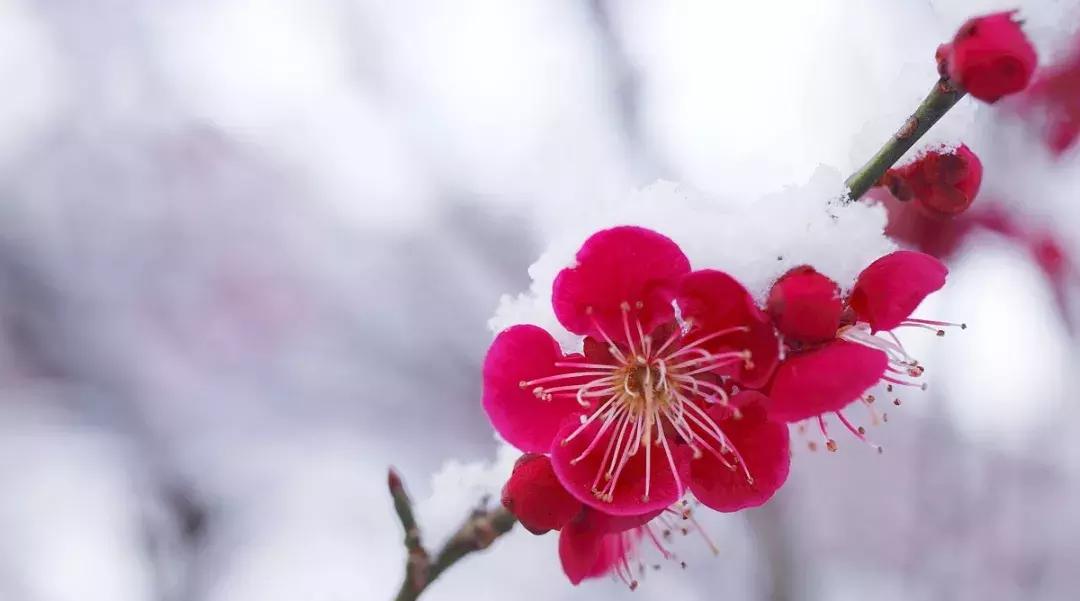 河北梆子梅花奖京津冀演唱会,天津河北梆子剧团梅花奖