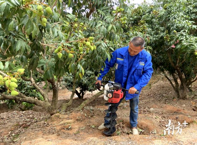荔枝丰收季最新视频,荔枝丰收季广东