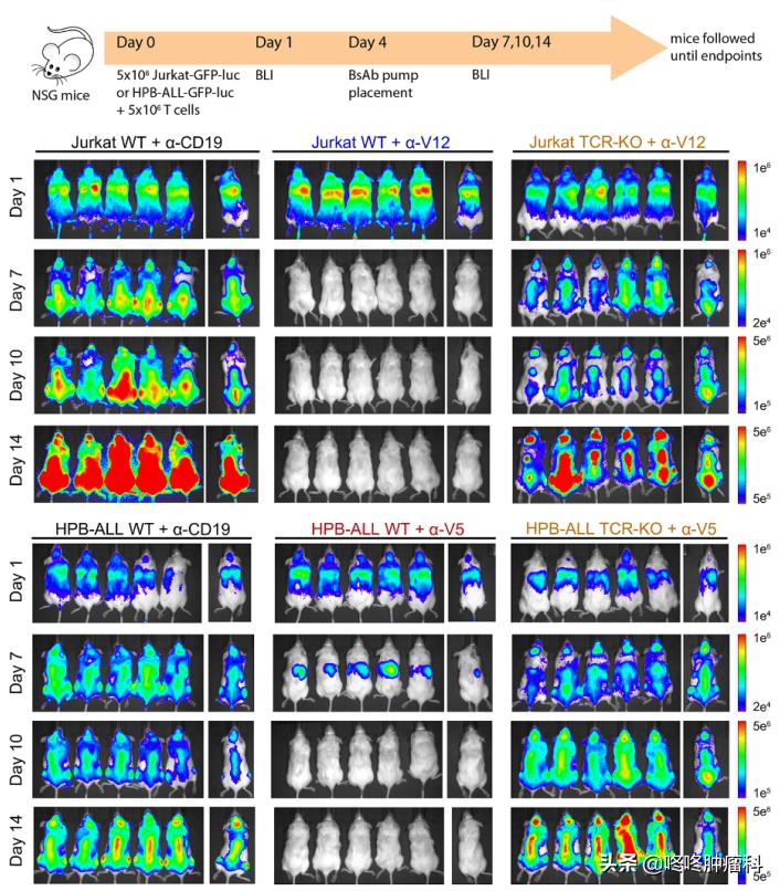 全新免疫疗法：“免疫+靶向”，开启癌症治疗双特异性抗体时代