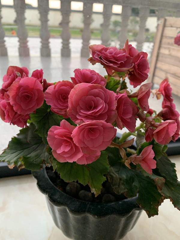 开直立花的秋海棠怎么养,四季秋海棠的光照