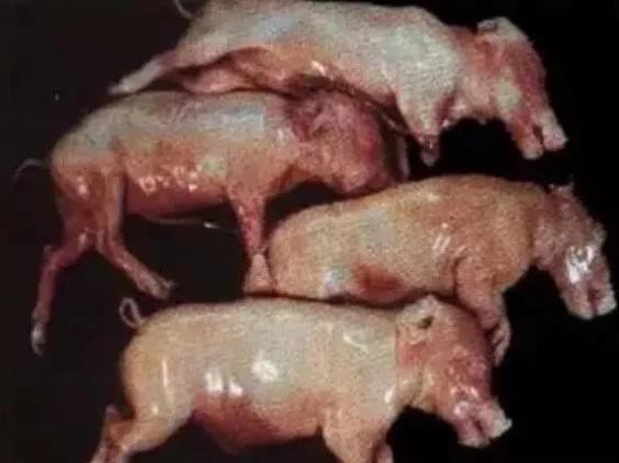 母猪怀孕后期死胎的表现,母猪肚子里有死胎怎么办