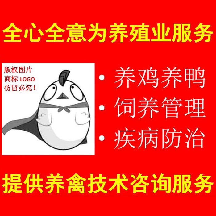 肉鸭的虎斑心伤亡太大了，一定做好预防！