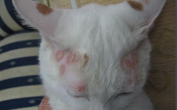 贪便宜花800元买了只蓝猫，一身猫癣还传染给了自己（真实案例）