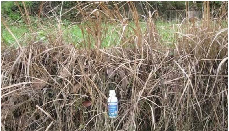 果园用除草剂的危害,果园禁用草甘膦