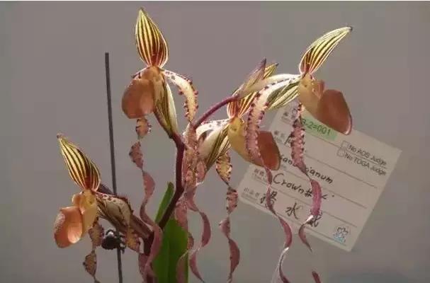 极品中的精品兰花,带你回忆天价兰花蕙兰篇