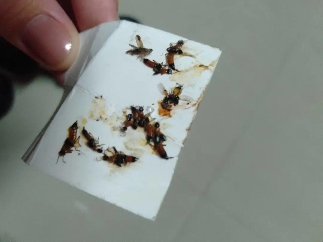 晚上玩手机会毁容的虫子,前一晚关灯玩手机被虫毁容