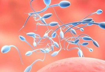 没有结合的精子跑哪儿了