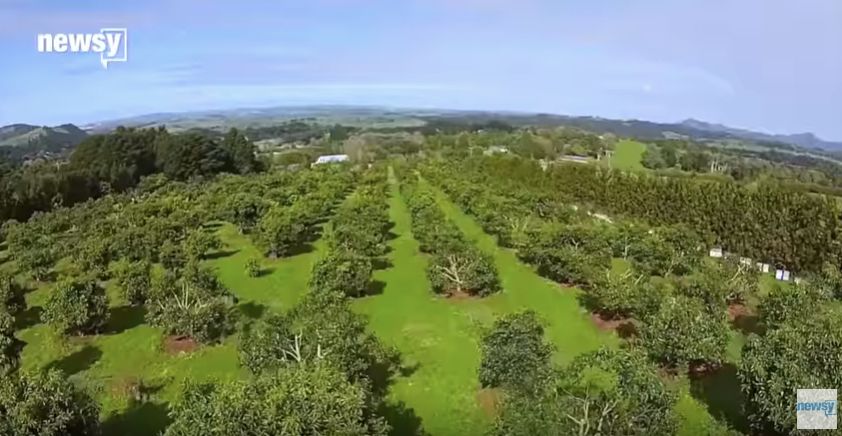 牛油果血腥,血腥牛油果