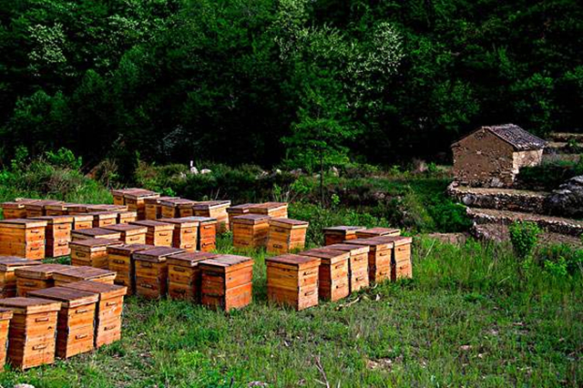 养蜂知识和技术蜂王,蜜蜂的特点和习性三年级下册