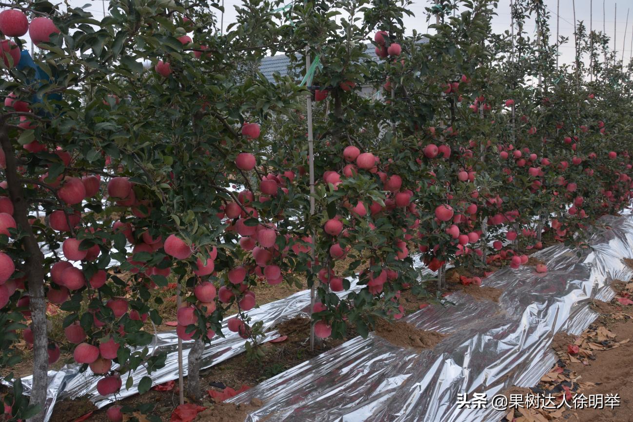 苹果将走出“高价区”，很多专家果农经销商均这么认为，我有同感