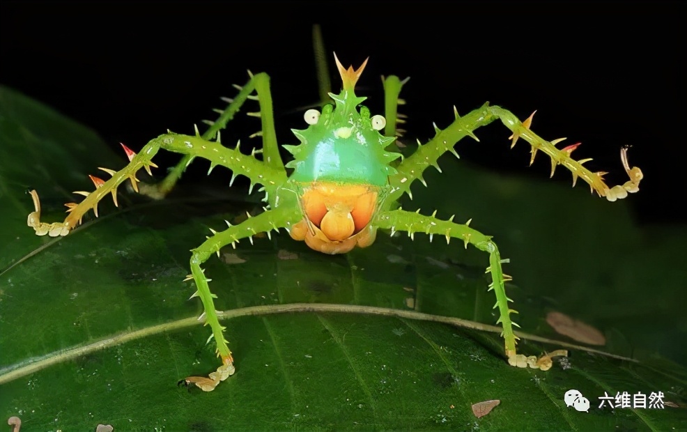 常见凶猛的食肉昆虫,南美洲最凶猛的野兽
