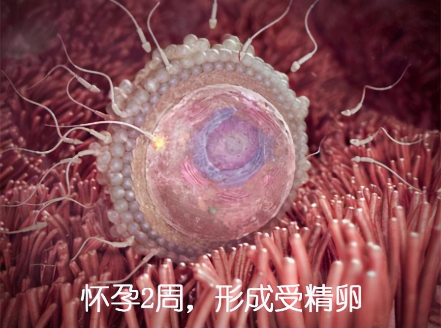 胚胎发育图1-40周孕妇,胎儿在子宫发育全过程