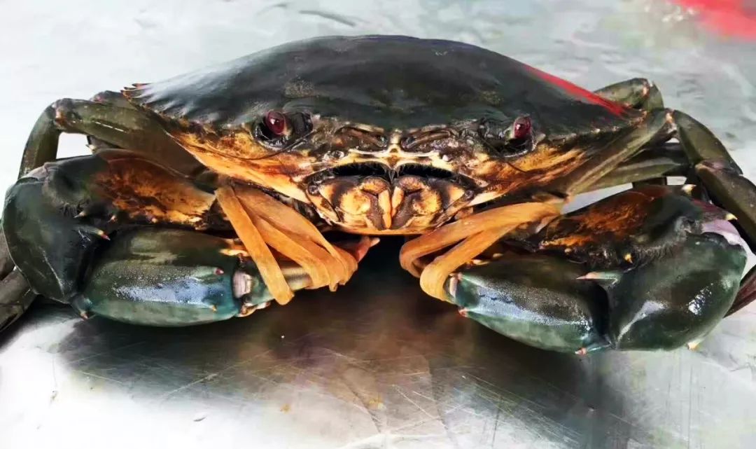 告别北上广：女白领朋友圈直播捕鱼，看了才知道什么是硬核海鲜