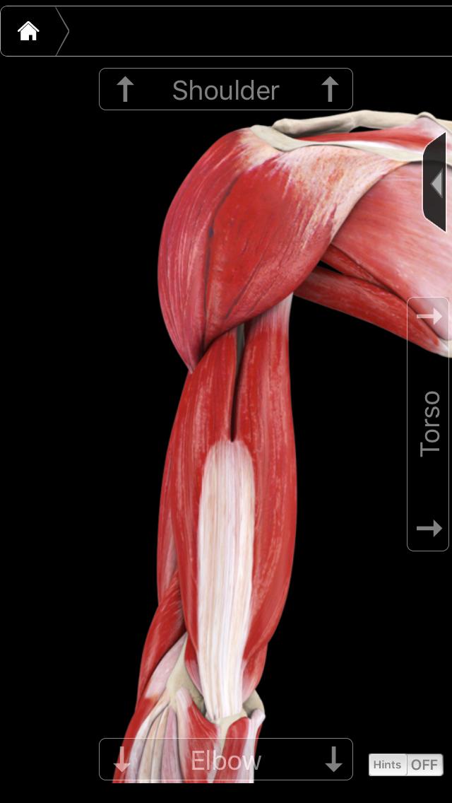 瘦手臂训练方法全程跟练,瘦手臂拜拜肉紧致手臂