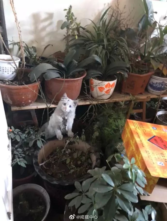 来玩个需要才华的好吧|冷段子1352去年今日995