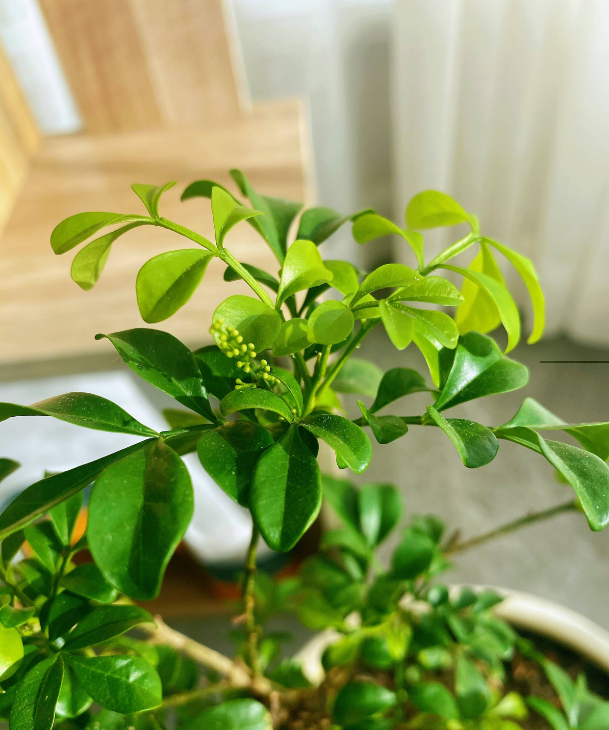 米兰花的四季养护方法和注意事项,米兰花冬天怎么养护和浇水方法