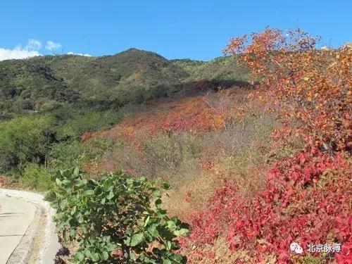 北京国家森林公园风景,画说北京故事