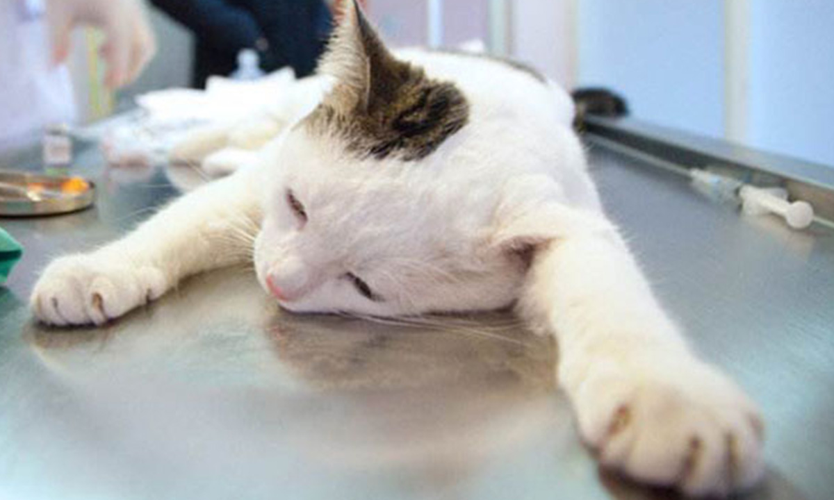 什么情况会导致猫咪脱水,猫咪严重脱水是什么症状