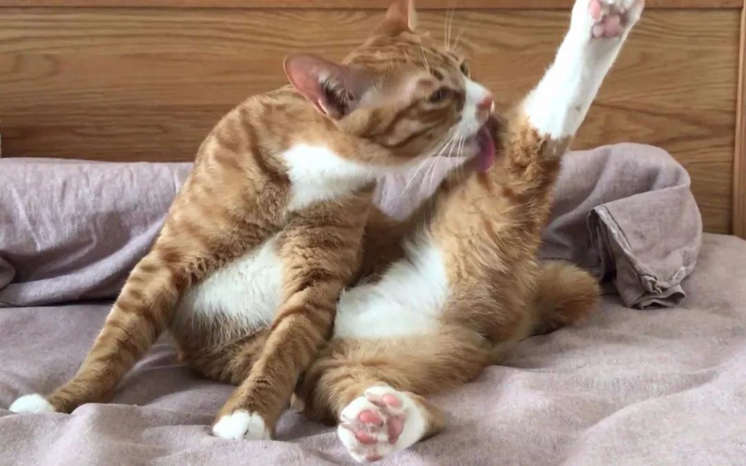 冬天给猫咪洗澡,小狗冬天洗澡注意事项