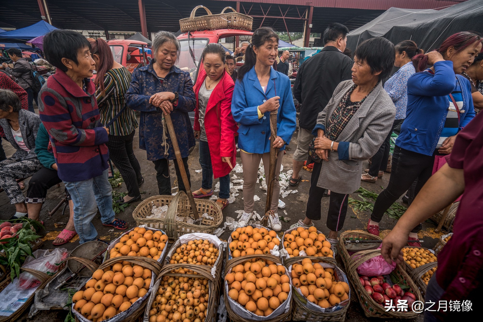 天府新区太平枇杷,成都太平枇杷批发市场