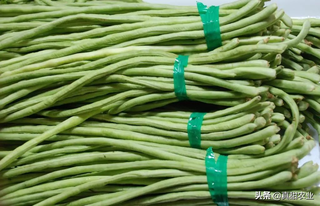 广州江南市场菜价指数飙升8.82%,菜心系列暴涨,究竟为哪般?