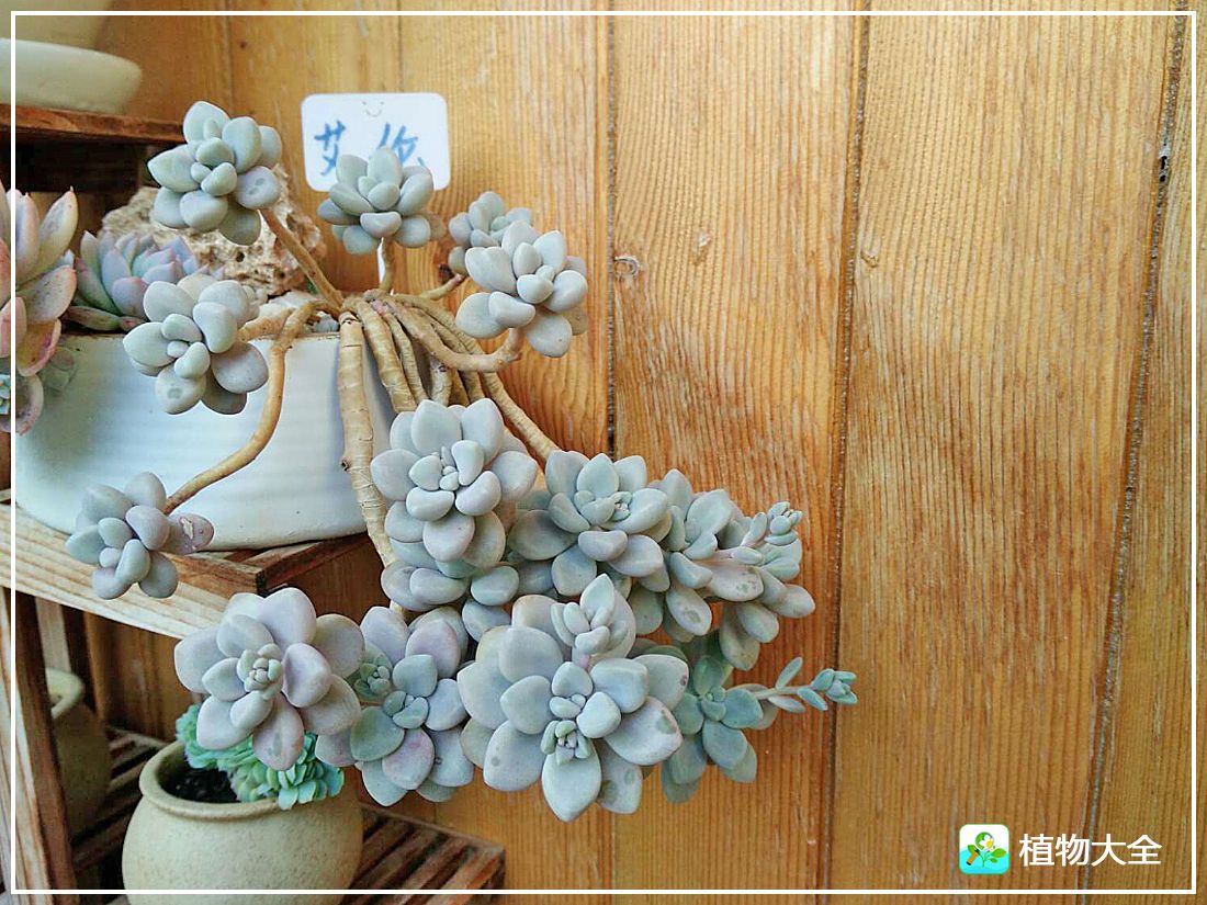 多肉植物艾伦视频,多肉植物艾伦价位