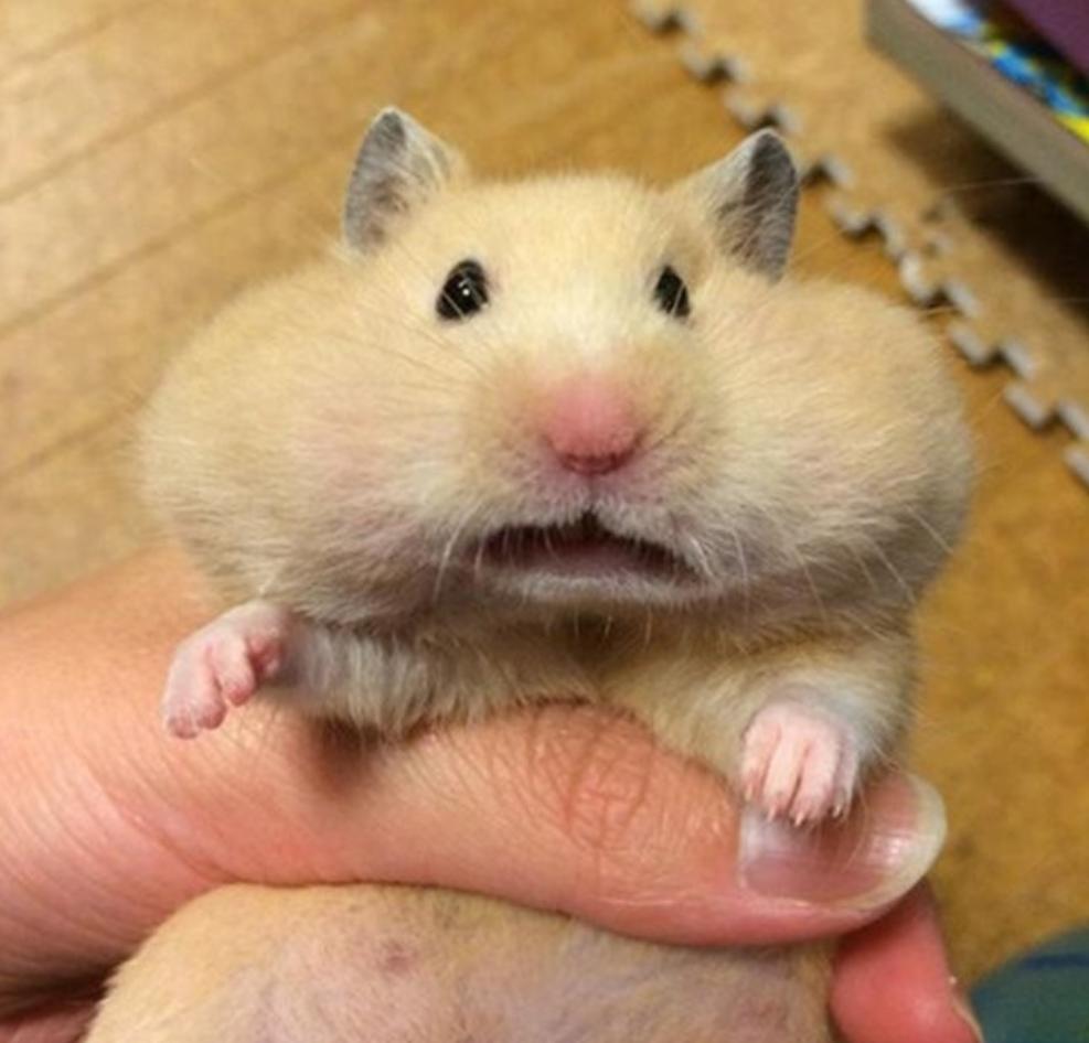 新手养金丝熊仓鼠必备知识,新手怎么养布丁和三线仓鼠