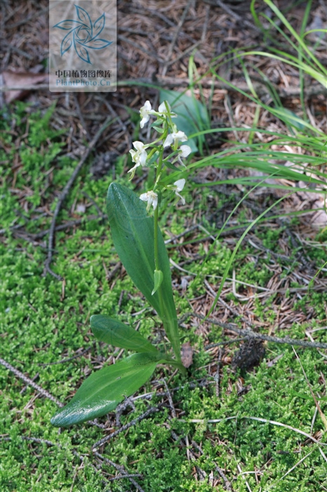 白芨能治咳血吐血吗,白芨治疗流鼻血功效