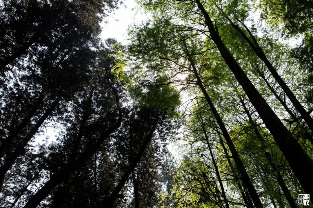 300+万㎡原始森林秘境，天河就有