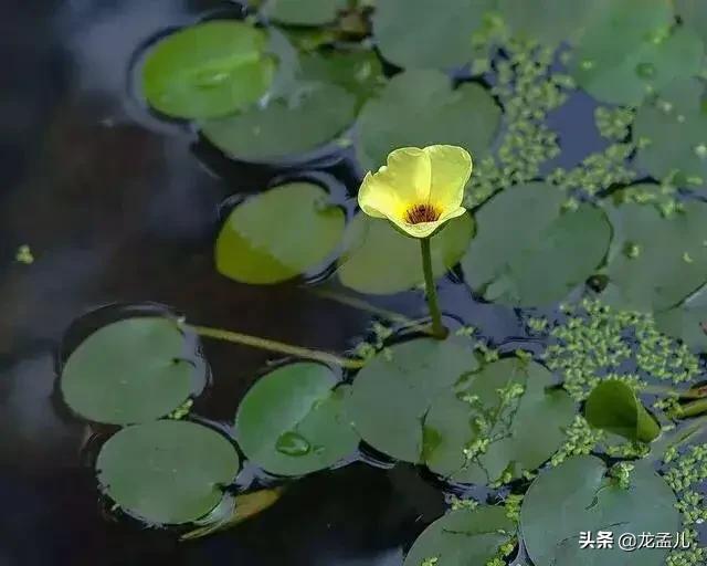 水金英，适合养在庭院大水缸里的景观植物！清新美丽又治愈