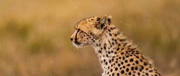 你是几月生的就代表你是什么动物,出生日期决定你是什么动物