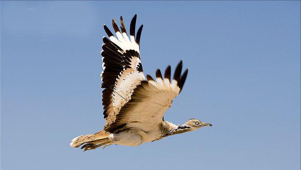 东江揽胜,惠州淡水常见鸟类图谱