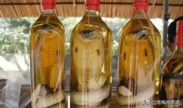 活蛇泡酒寄生虫能泡死么,蛇泡酒泡了三年没死还咬死个人