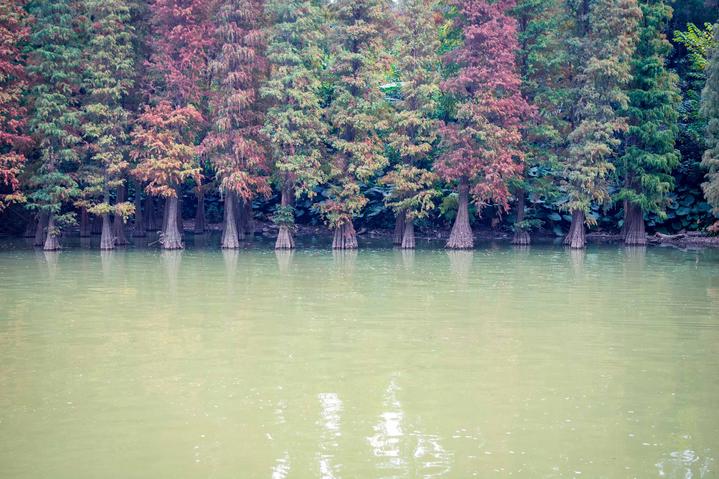 星湖冬日燃情，比落羽杉还要红的是什么？#我和湿地有个约会#