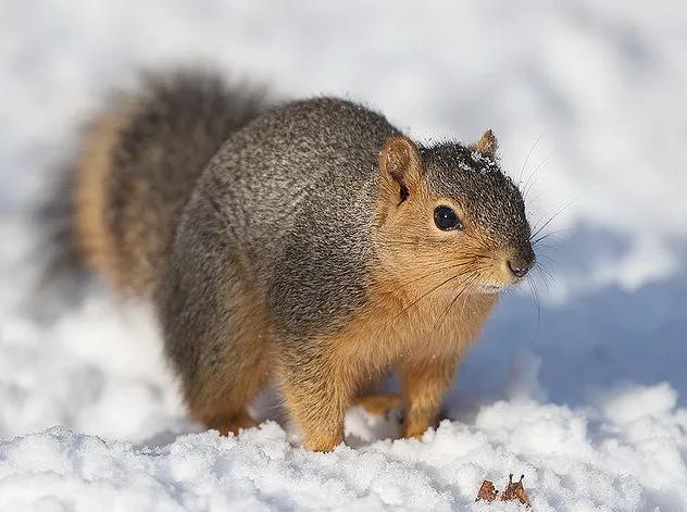 你知道鲸鱼的鸡儿长什么样吗?