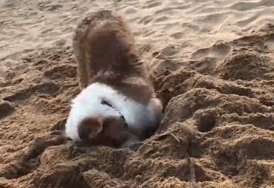 当你养了柯基时,等于拥有了挖掘基、战斗基、老司基等8只基