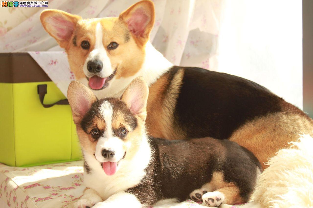 徽州宴老板娘的狗值多少钱,徽州宴老板娘到底养了多少条狗