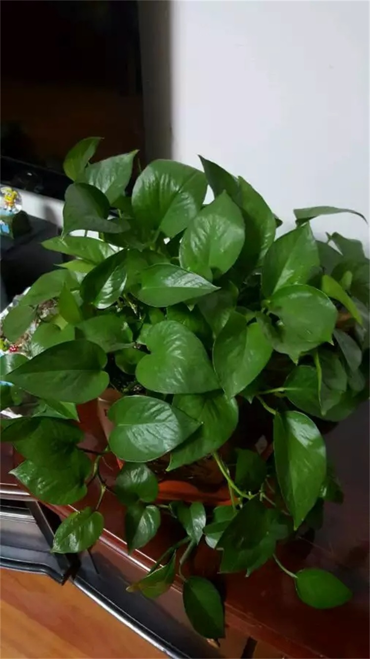 绿萝怎么修剪才能长成瀑布,绿萝浇水时加点它轻松养成绿瀑布