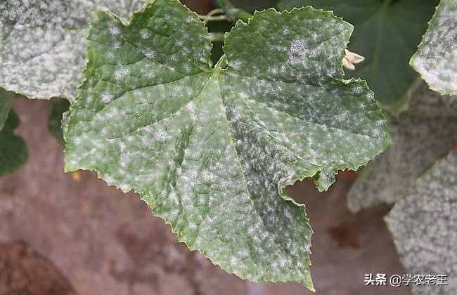 露地种植香瓜如何整枝打杈留瓜,清明前后怎样种瓜点豆