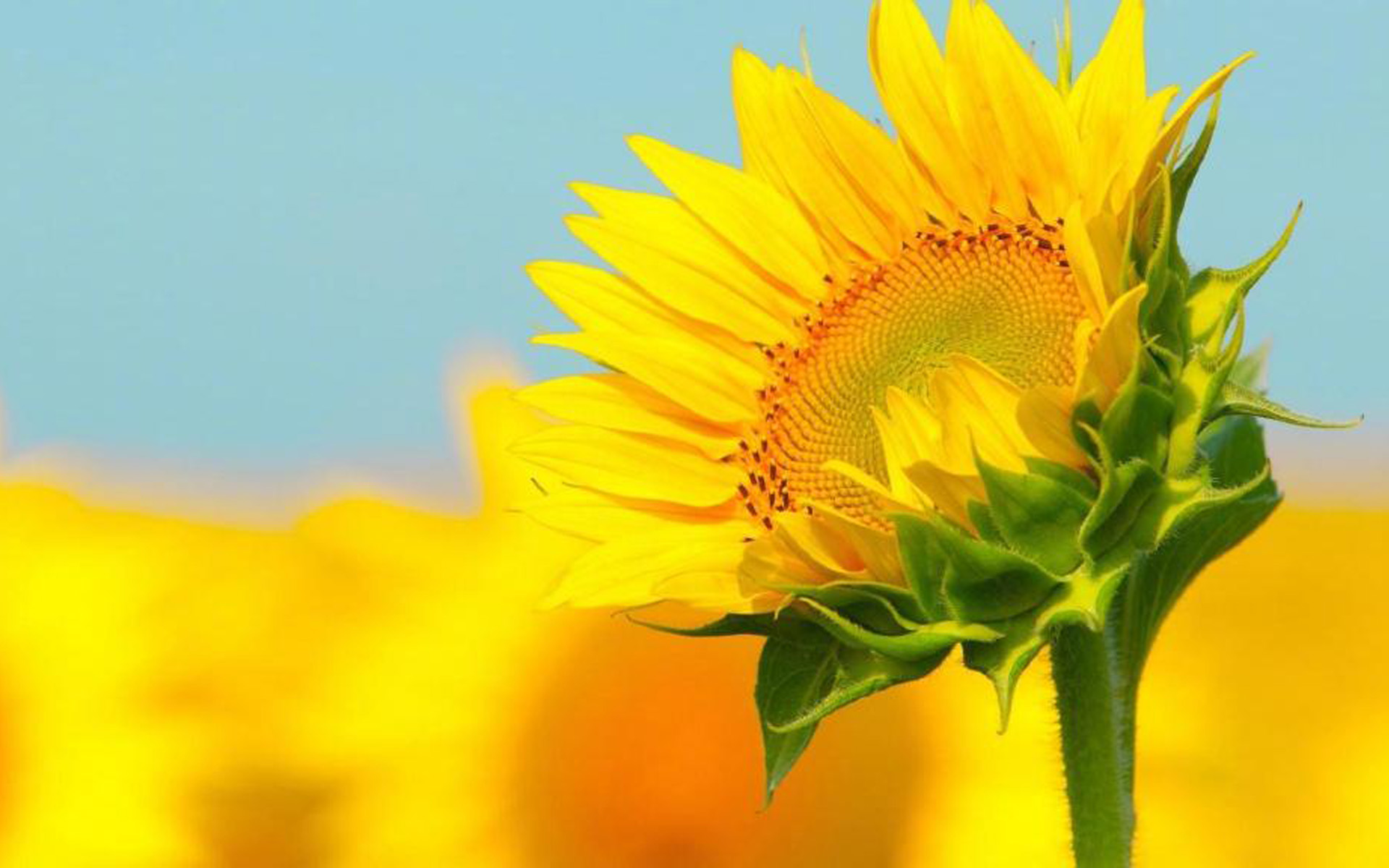 2022考研国际商务国家线预测,考研国际商务专业基础是什么