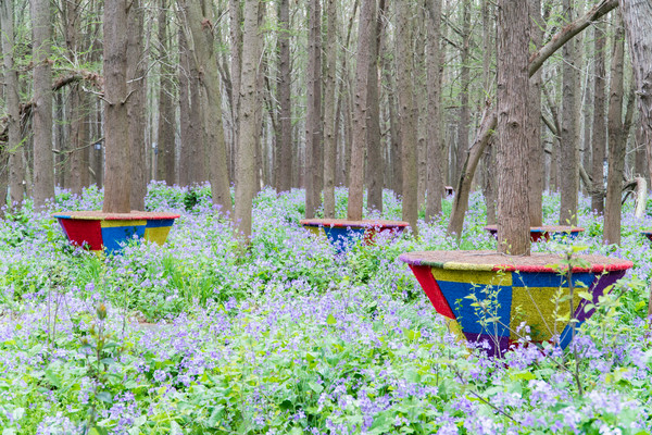 踏春赏花正当时，打卡千垛水上油菜花！玩转兴化景点美食全攻略