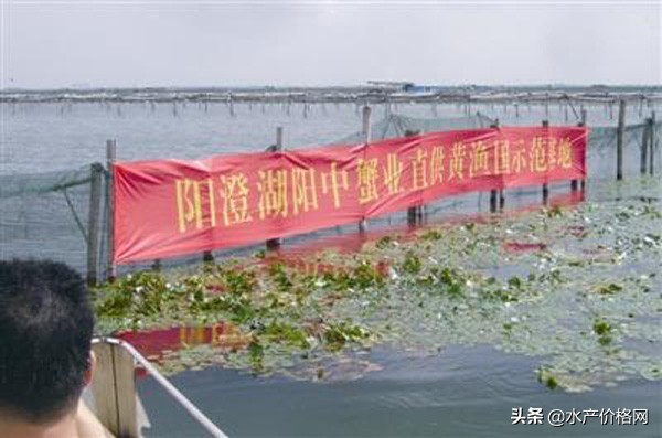 阳澄湖大闸蟹今日开捕,阳澄湖大闸蟹明天开捕