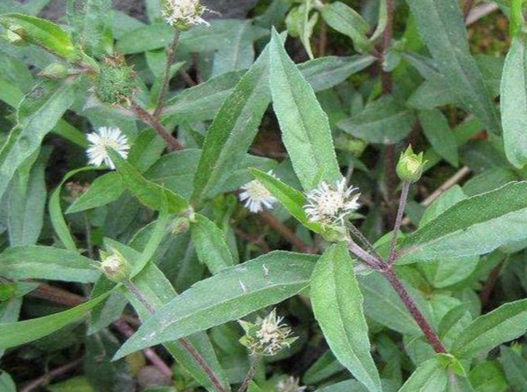 揭秘|这家中医院的“后花园”竟长着30多种野生中草药！