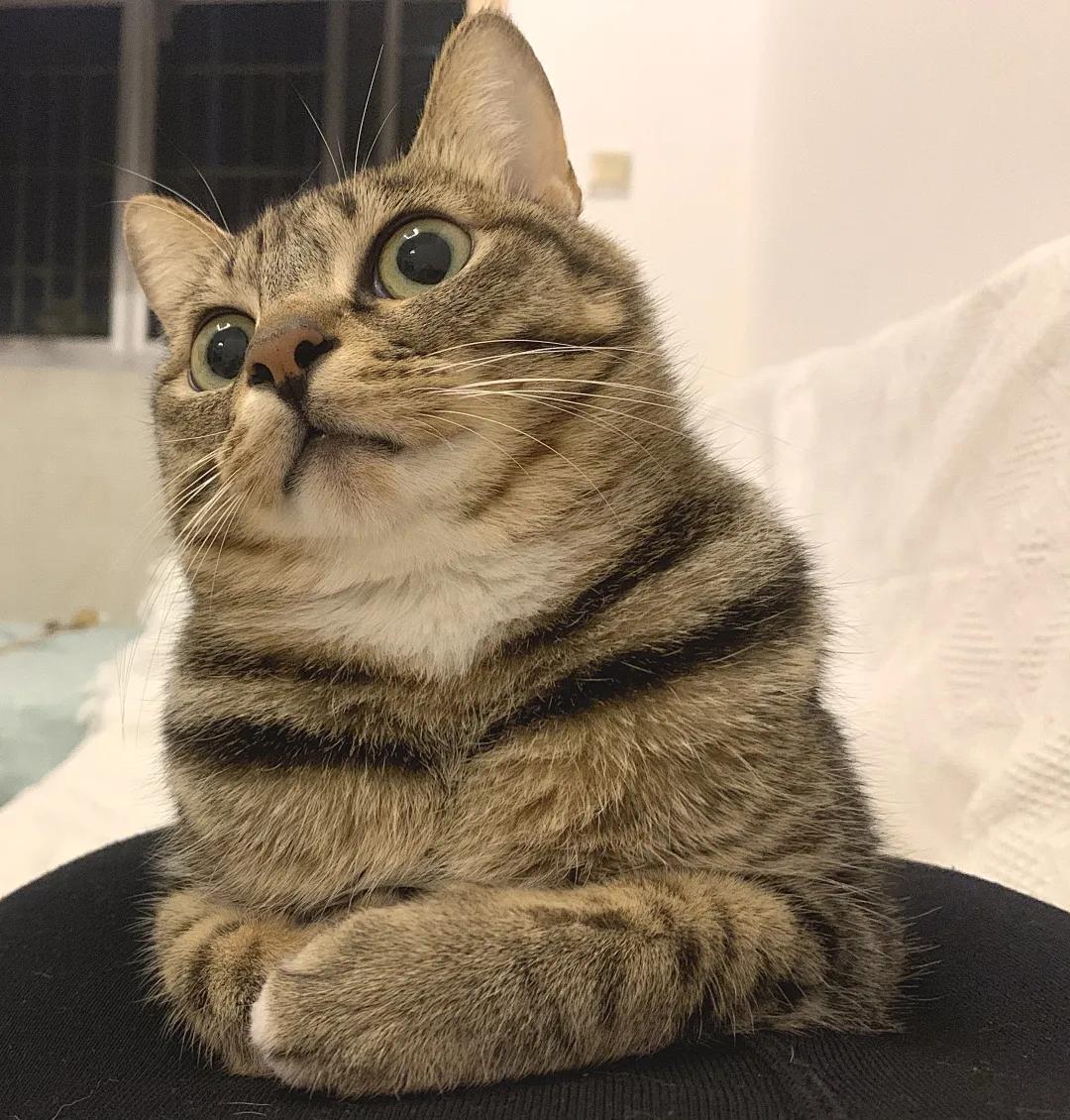 猫不吃罐罐怎么办,英短猫吃零食不吃主食咋办