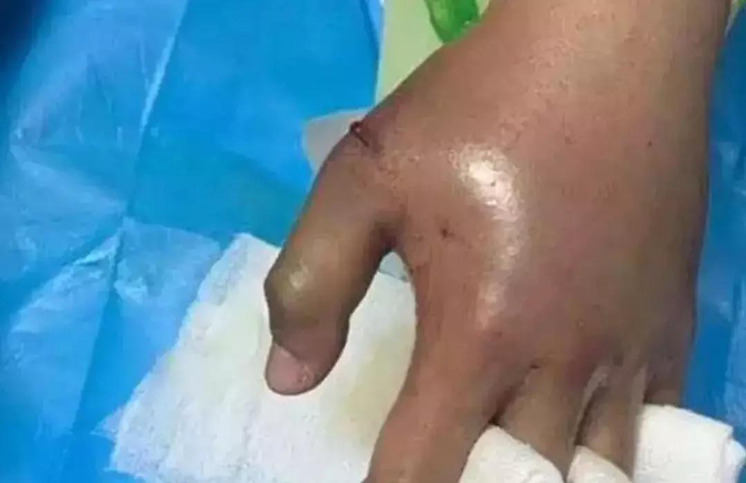 网上花钱买宠物违法吗,网上购买的宠物怎么维权