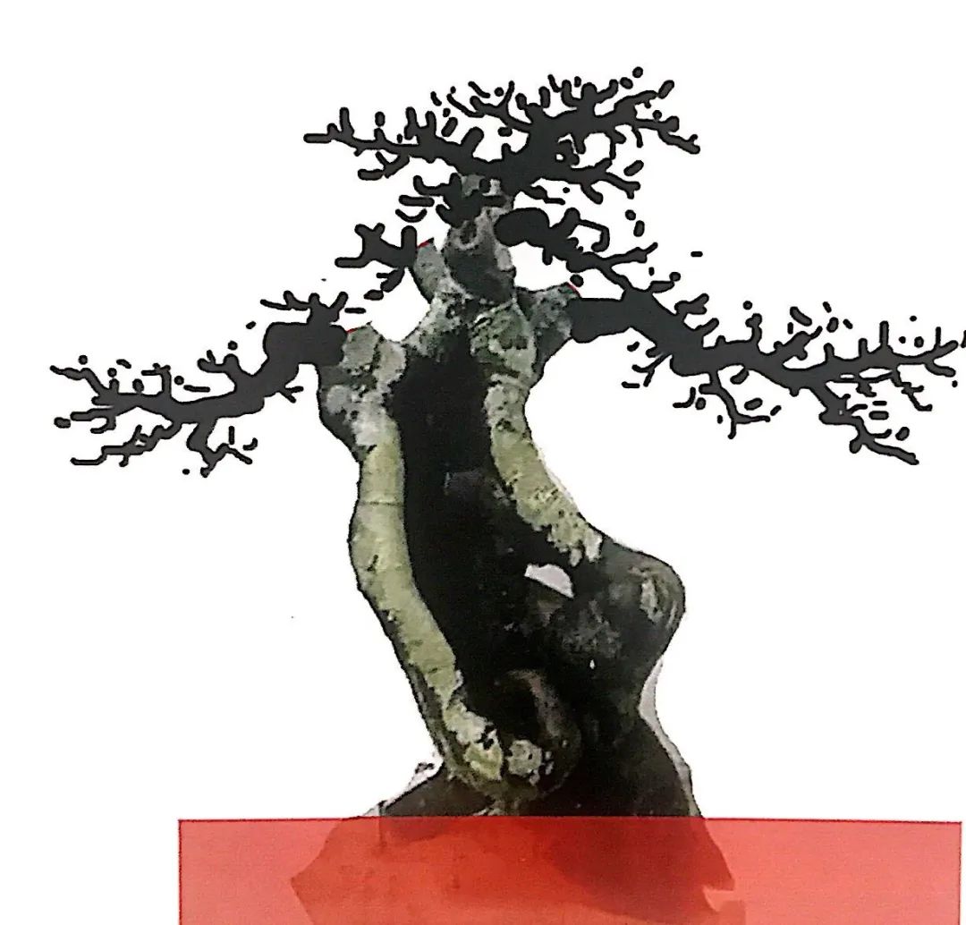 新手榆树盆景造型设计,榆树盆景造型设计教程