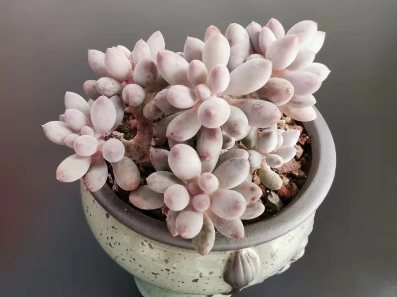 买的多肉一直不到货怎么办,多肉买来一个多月了不长根怎么办