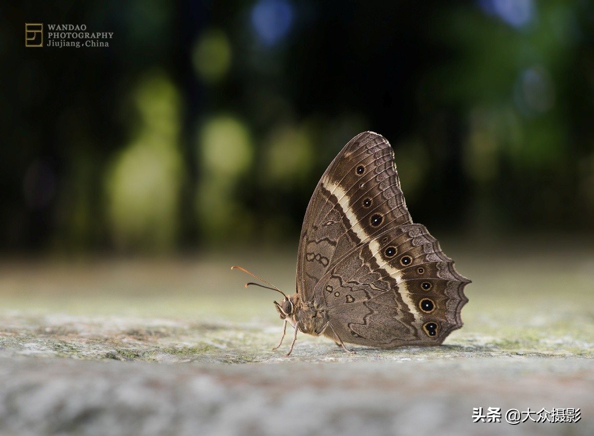 他7年专注拍蝴蝶,获“蝶痴”、“蝶仙”雅号